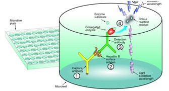 熒光定量微孔板技術平臺